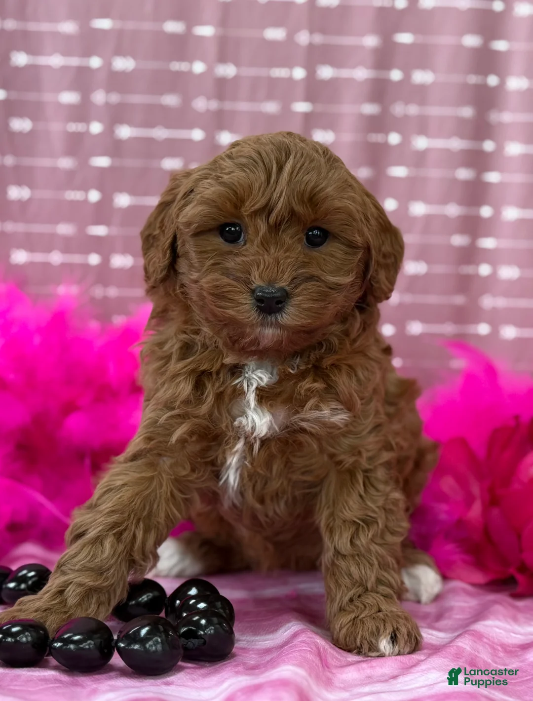 Cavapoo dogs for sale: Dulcie  - Ad 12