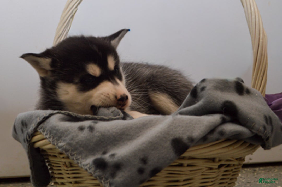 Pomsky dogs for sale: Evie - Ad 4