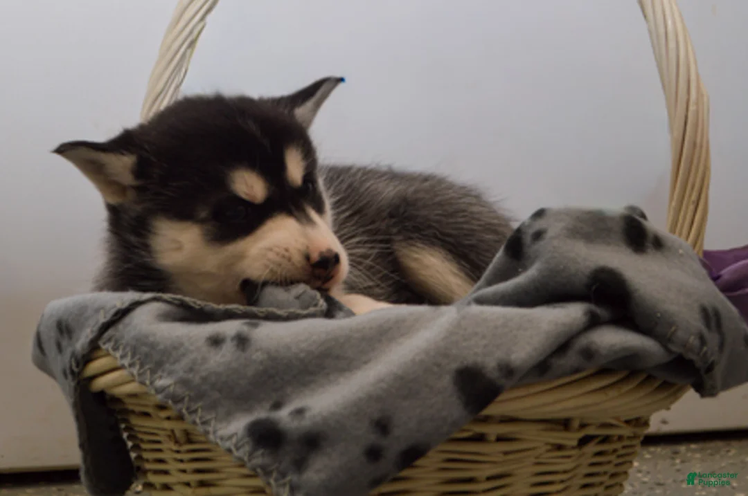 Pomsky dogs for sale: Evie - Ad 7