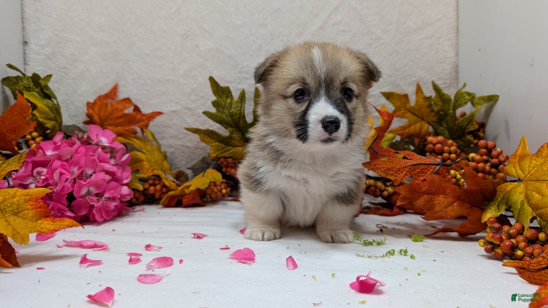 Welsh Corgi Pembroke dogs for sale: Sky - Ad 10