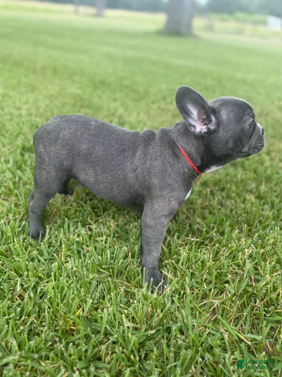 French Bulldog dogs Red Collar - Ad 2