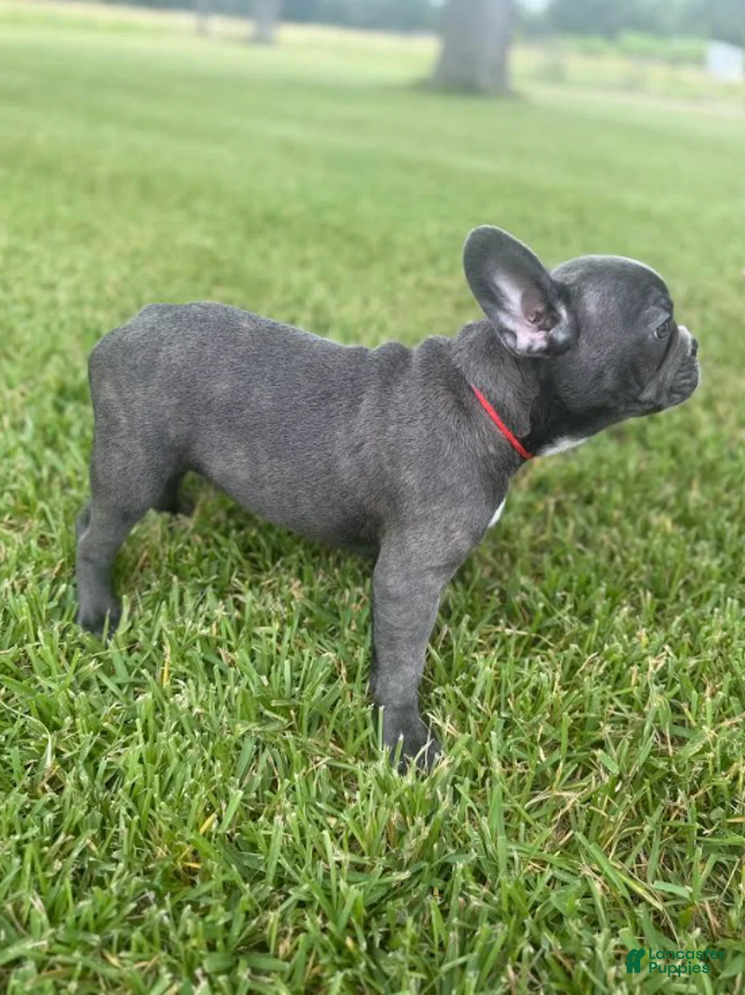 French Bulldog dogs for sale: Red Collar - Ad 2