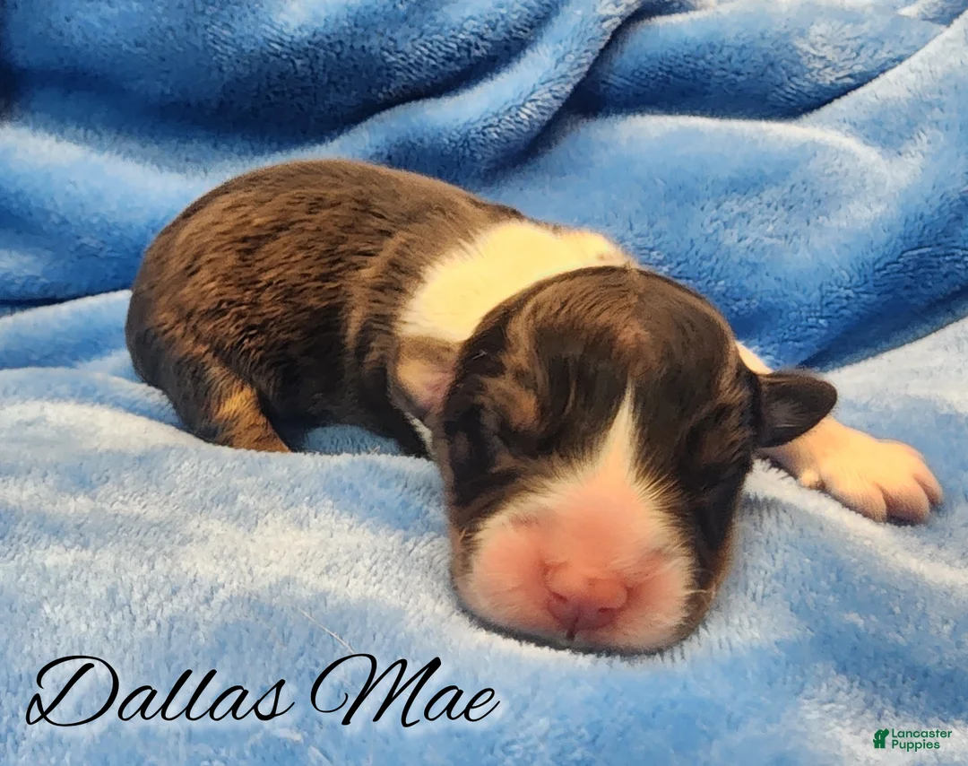 Welsh Corgi Pembroke dogs for sale: Dallas Mae - Ad 1