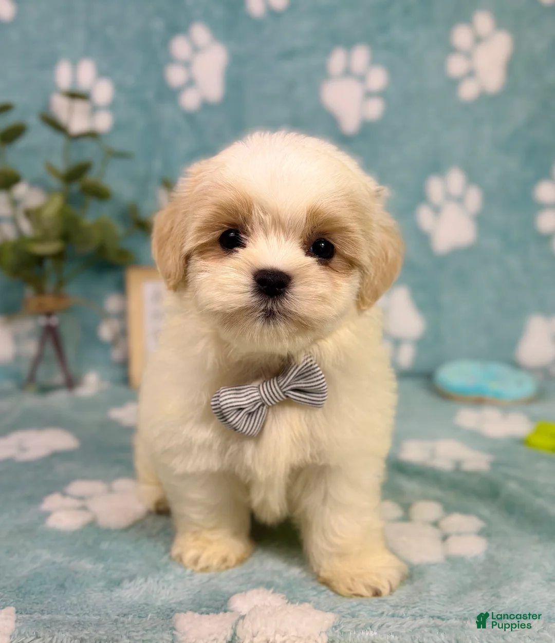 Malshi dogs for sale: Peanut - Ad 7