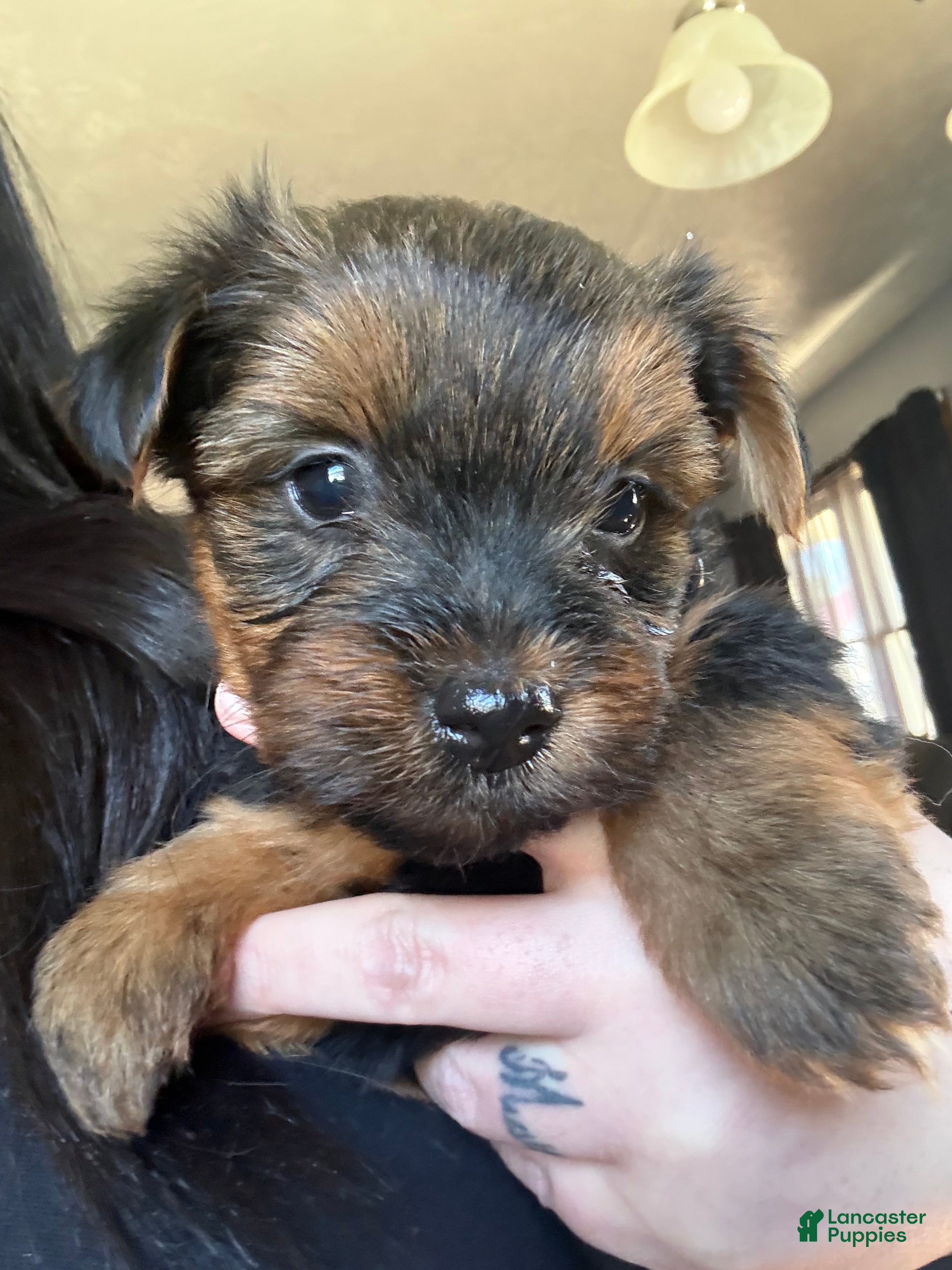 Yorkshire Terrier dogs Yorkshire Terrier Puppy 4 - Ad 39