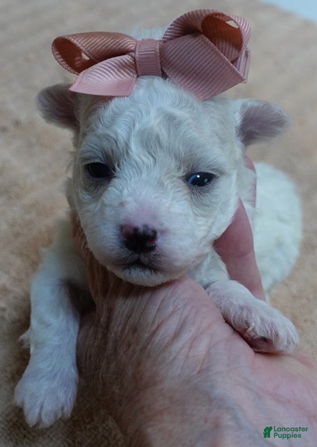 Maltipoo dogs Kali - Ad 35