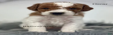 Oscar