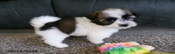 Havanese dogs for sale: Kody - Ad 2