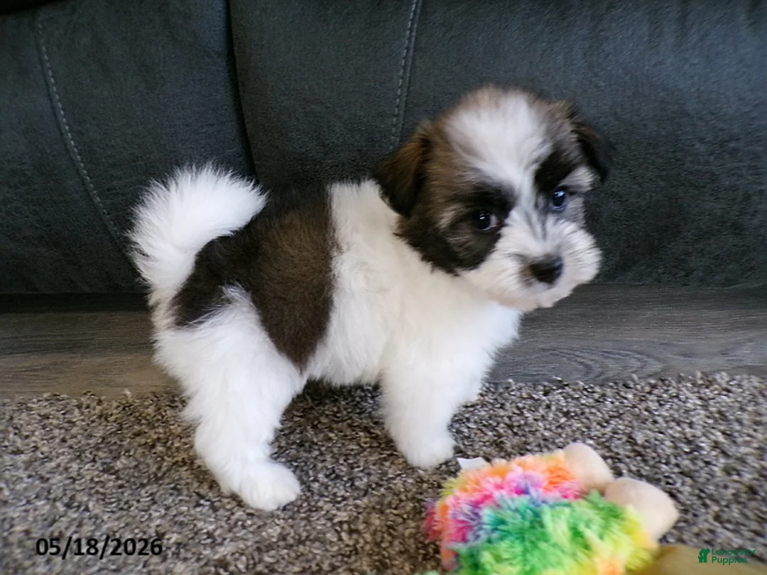 Havanese dogs for sale: Kody - Ad 2