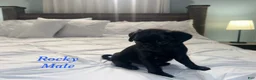 Pug dogs for sale: Rocky - Ad 3