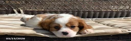 Cavalier King Charles Spaniel dogs for sale: Leo - Ad 11