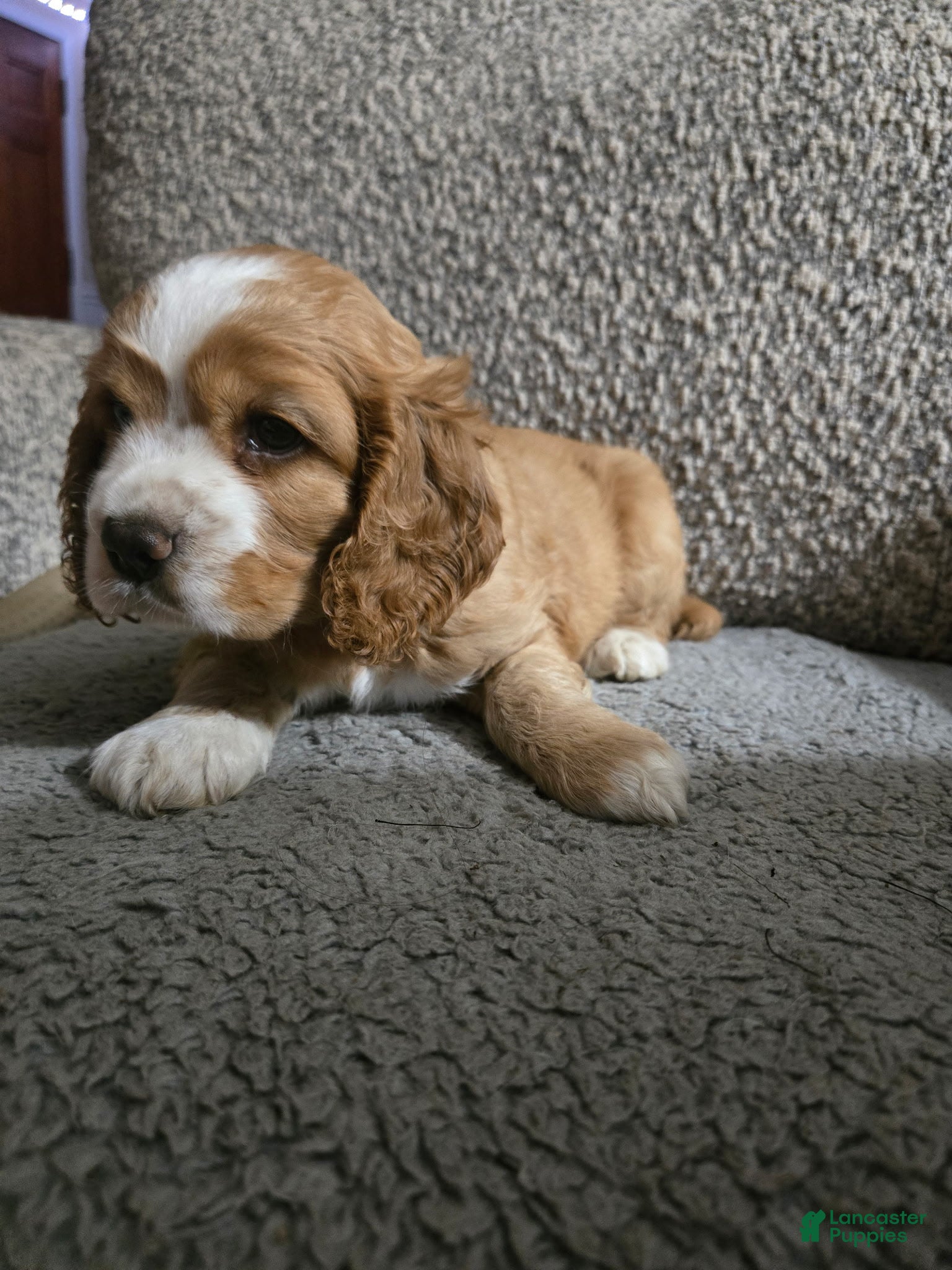 Cocker Spaniel dogs Nibbler - Ad 15
