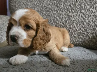 Cocker Spaniel dogs Nibbler - Ad 25