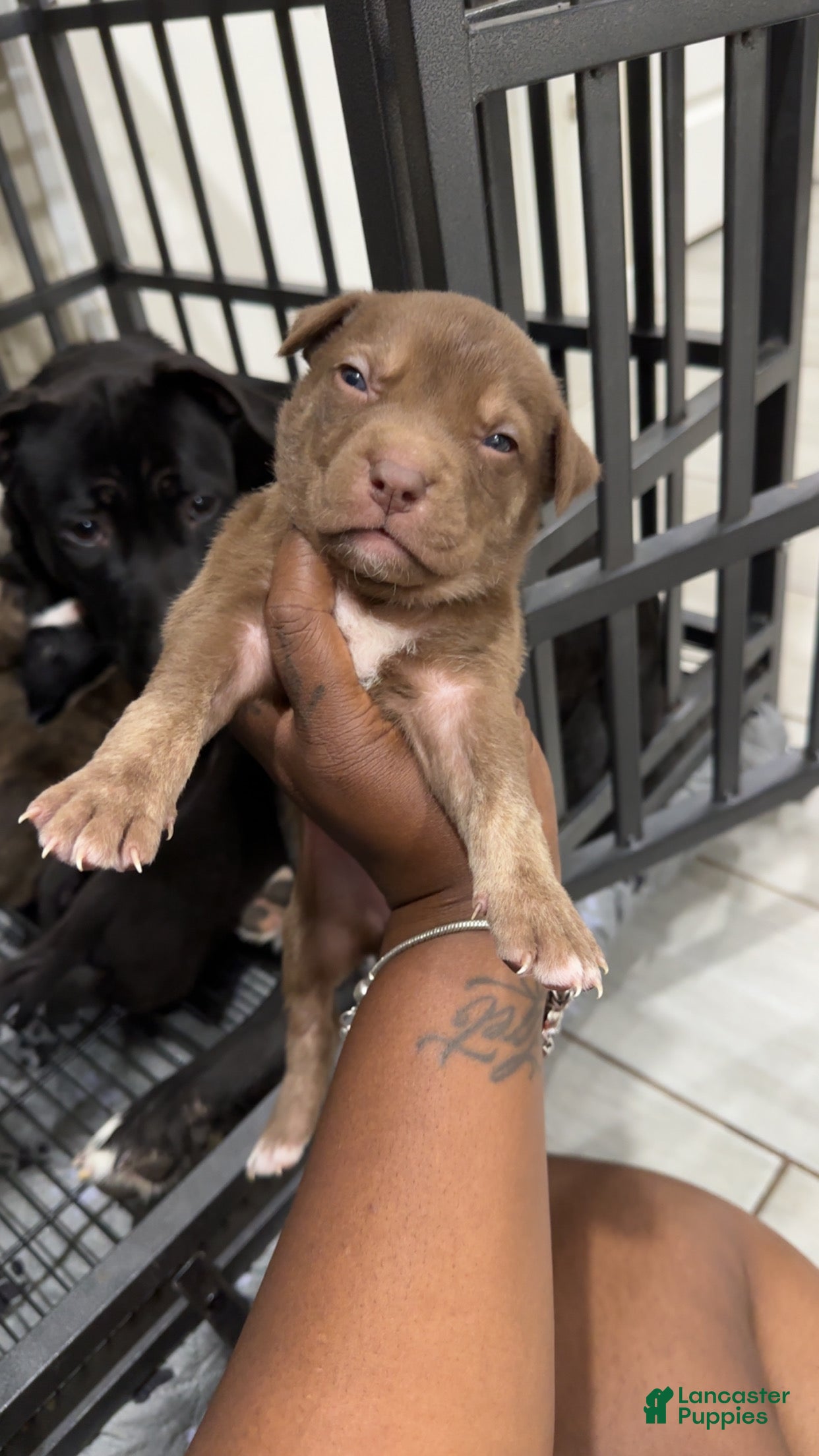 American Pit Bull Terrier dogs American Pit Bull Terrier 1 - Ad 33