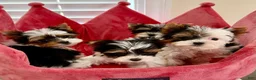 Biewer Terrier dogs for sale: Biewer Terrier 1 - Ad 4