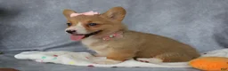 Welsh Corgi Pembroke dogs for sale: Lola - Ad 4