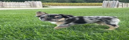 French Bulldog dogs for sale: Bryson  - Ad 3