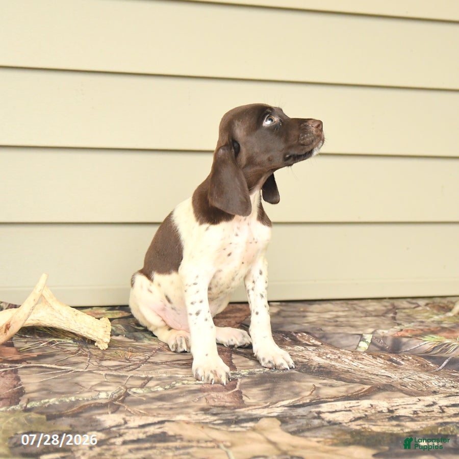 German Shorthaired Pointer dogs Duncan - Ad 2