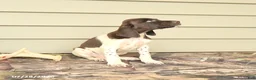 German Shorthaired Pointer dogs for sale: Duncan - Ad 2