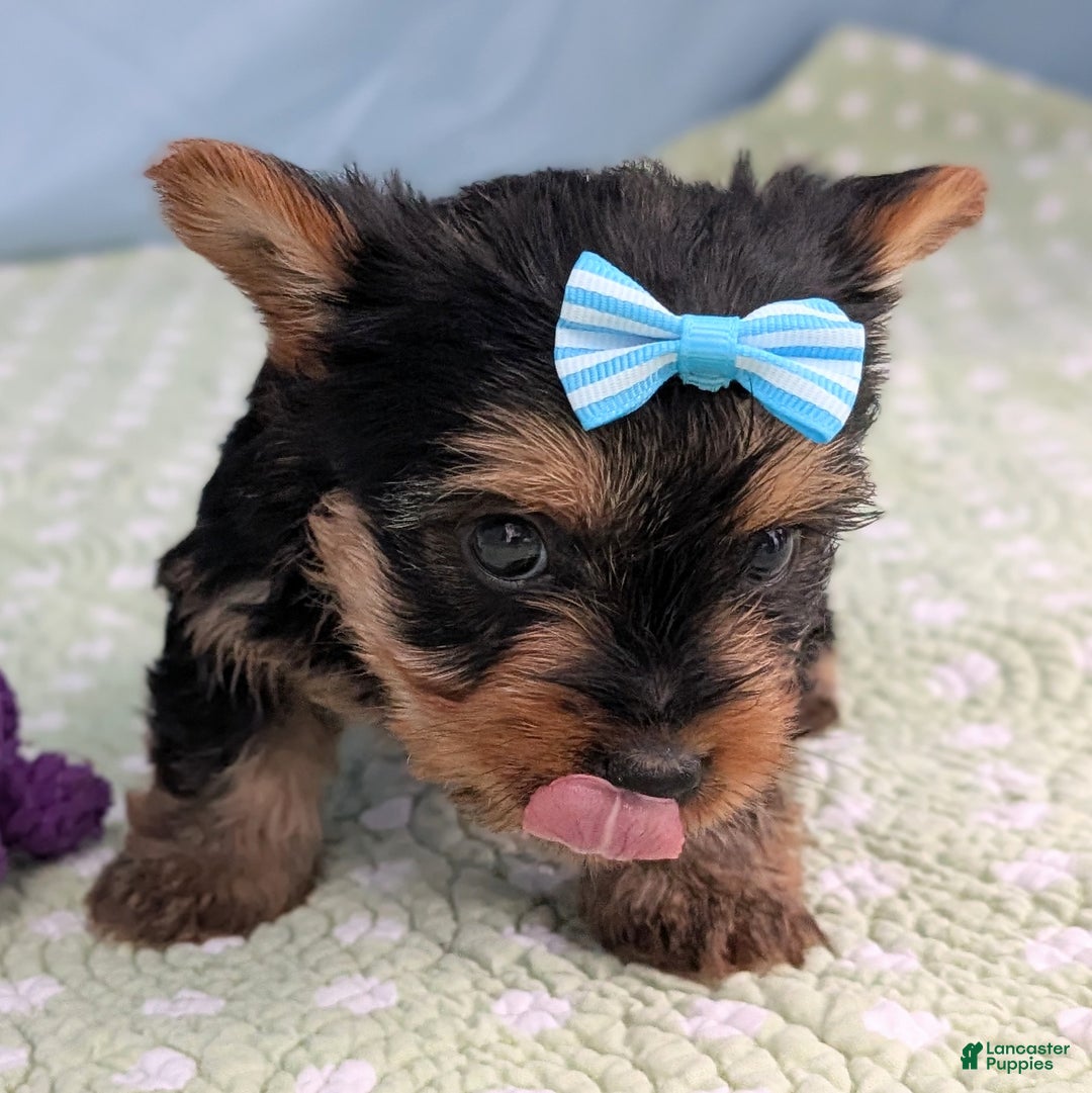 Yorkshire Terrier dogs for sale: Toffee - Ad 3