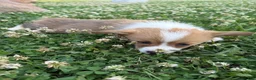 Welsh Corgi Pembroke dogs for sale: Welsh Corgi Pembroke Puppy 3 - Ad 4