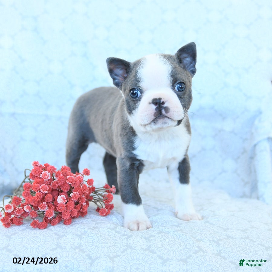 Boston Terrier dogs Leo - Ad 1