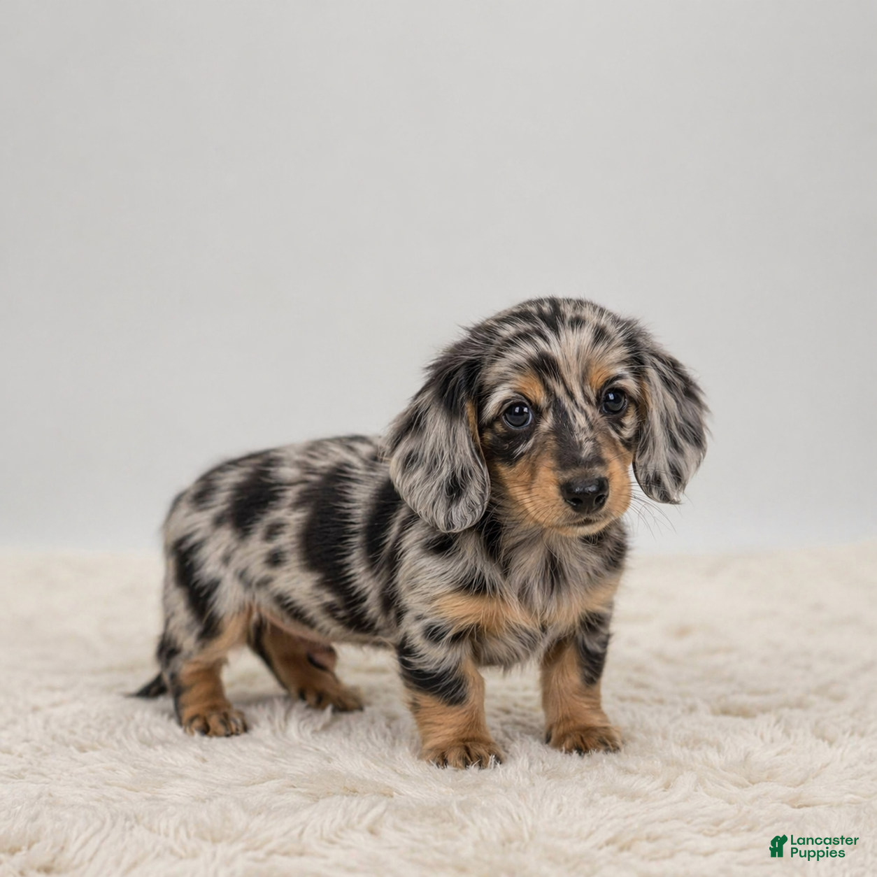 Miniature Dachshund dogs Atlas - Ad 2