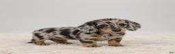 Miniature Dachshund dogs for sale: Atlas - Ad 2