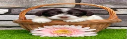 Havanese dogs for sale: Carmen - Ad 4