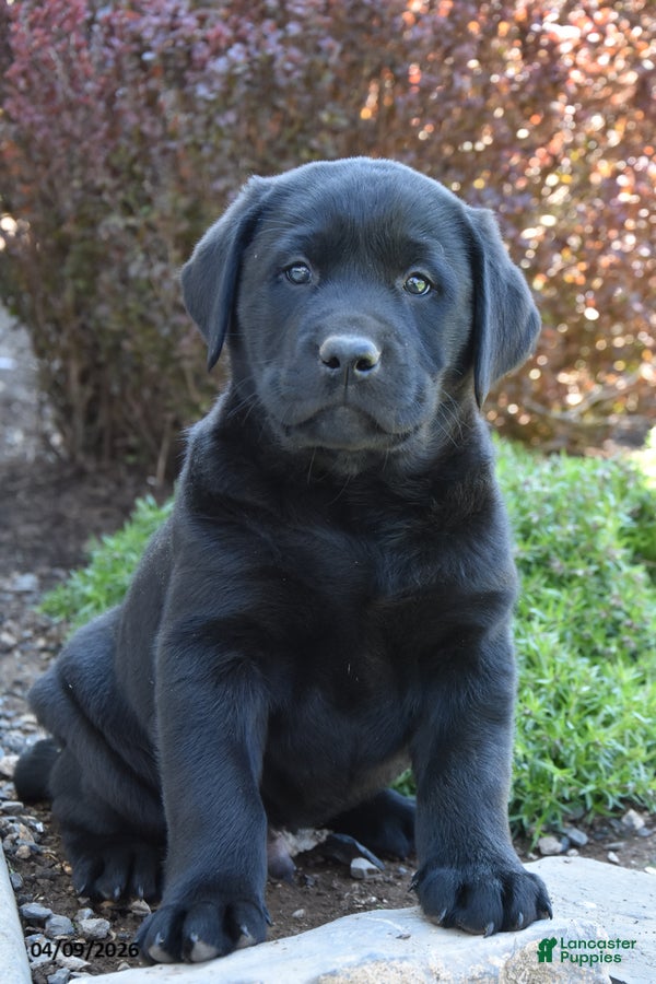 Labrador Retriever dogs Marlin - Ad 1