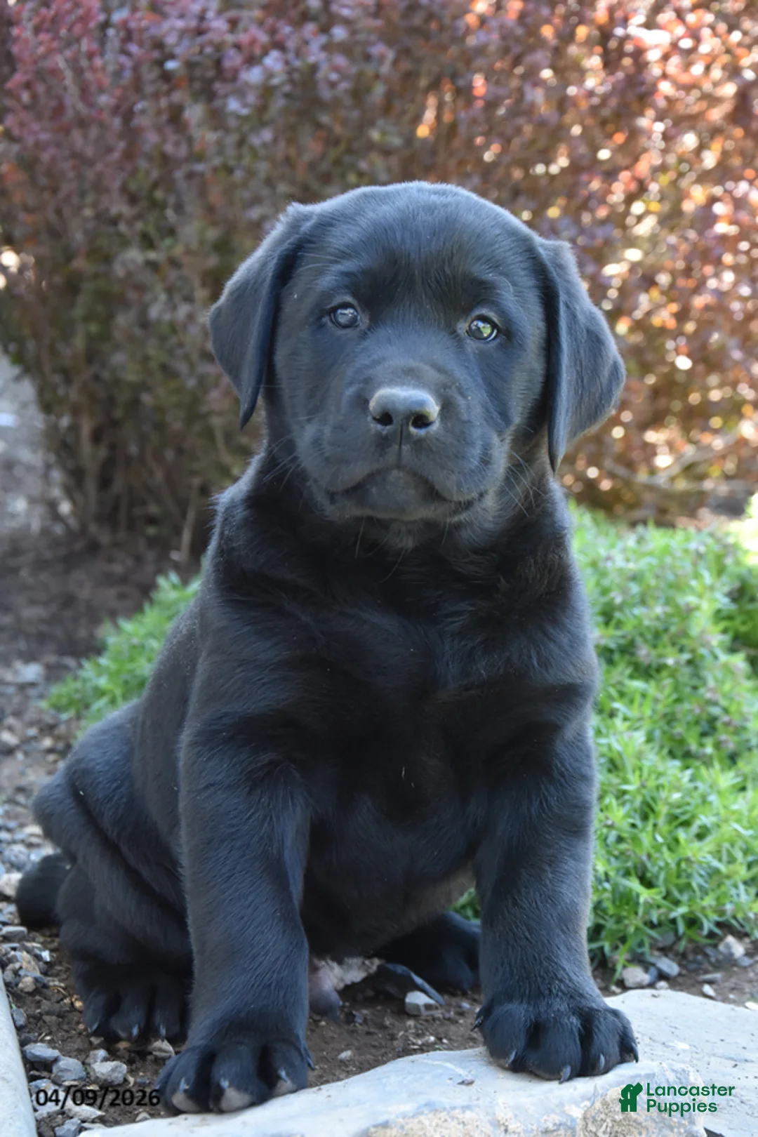 Labrador Retriever dogs for sale: Marlin - Ad 1