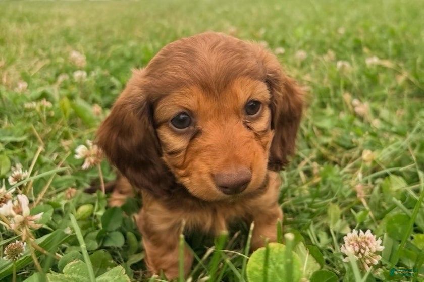 Miniature Dachshund dogs Lady - Ad 2
