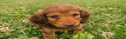 Miniature Dachshund dogs for sale: Lady - Ad 2