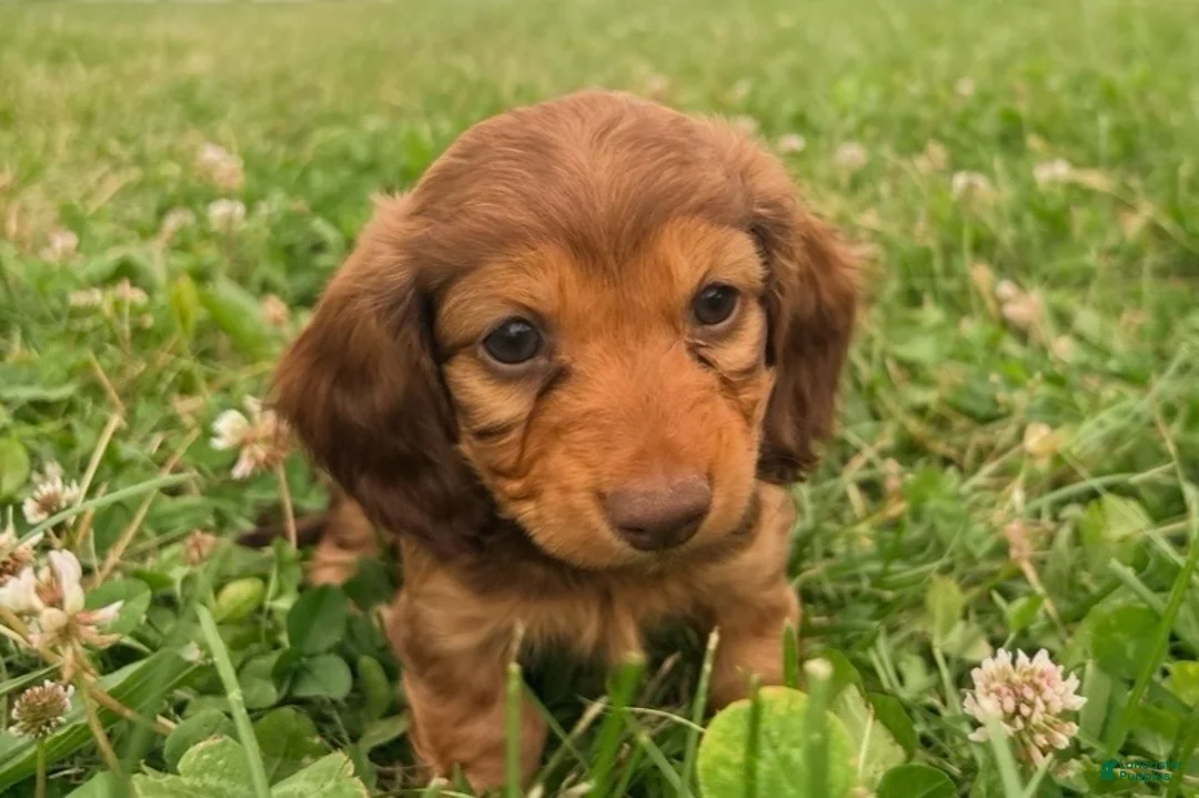 Miniature Dachshund dogs for sale: Lady - Ad 2