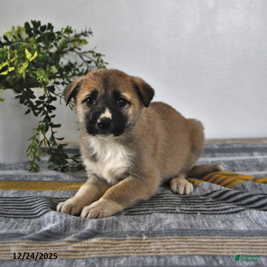 Mixed Breed dogs for sale: Chloe - Ad 4