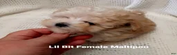 Maltipoo dogs for sale: Itty Bitty - Ad 6