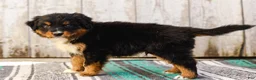 Australian Shepherd dogs for sale: Carson - Ad 7