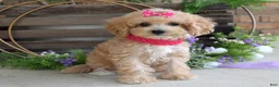 Maltipoo dogs for sale: Everly - Ad 3