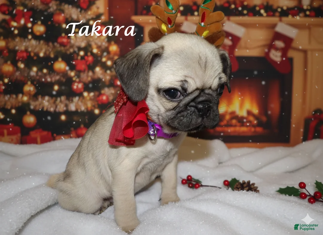 Pug dogs for sale: Katina - Ad 3