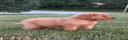 Golden Retriever dogs for sale: Huck - Ad 5