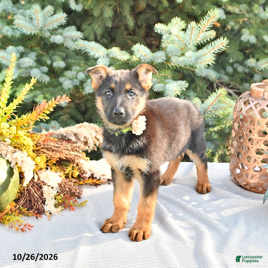 German Shepherd dogs for sale: Autumn - Ad 1