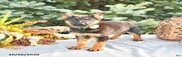 German Shepherd dogs for sale: Autumn - Ad 1