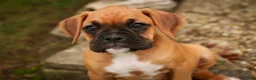 Boxer dogs for sale: Baily - Ad 5