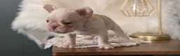 French Bulldog dogs for sale: Jax - Ad 3