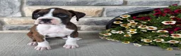 Boxer dogs for sale: Daphne - Ad 6