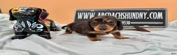 Miniature Dachshund dogs for sale: Russian AKC dapple Lh girl - Ad 6