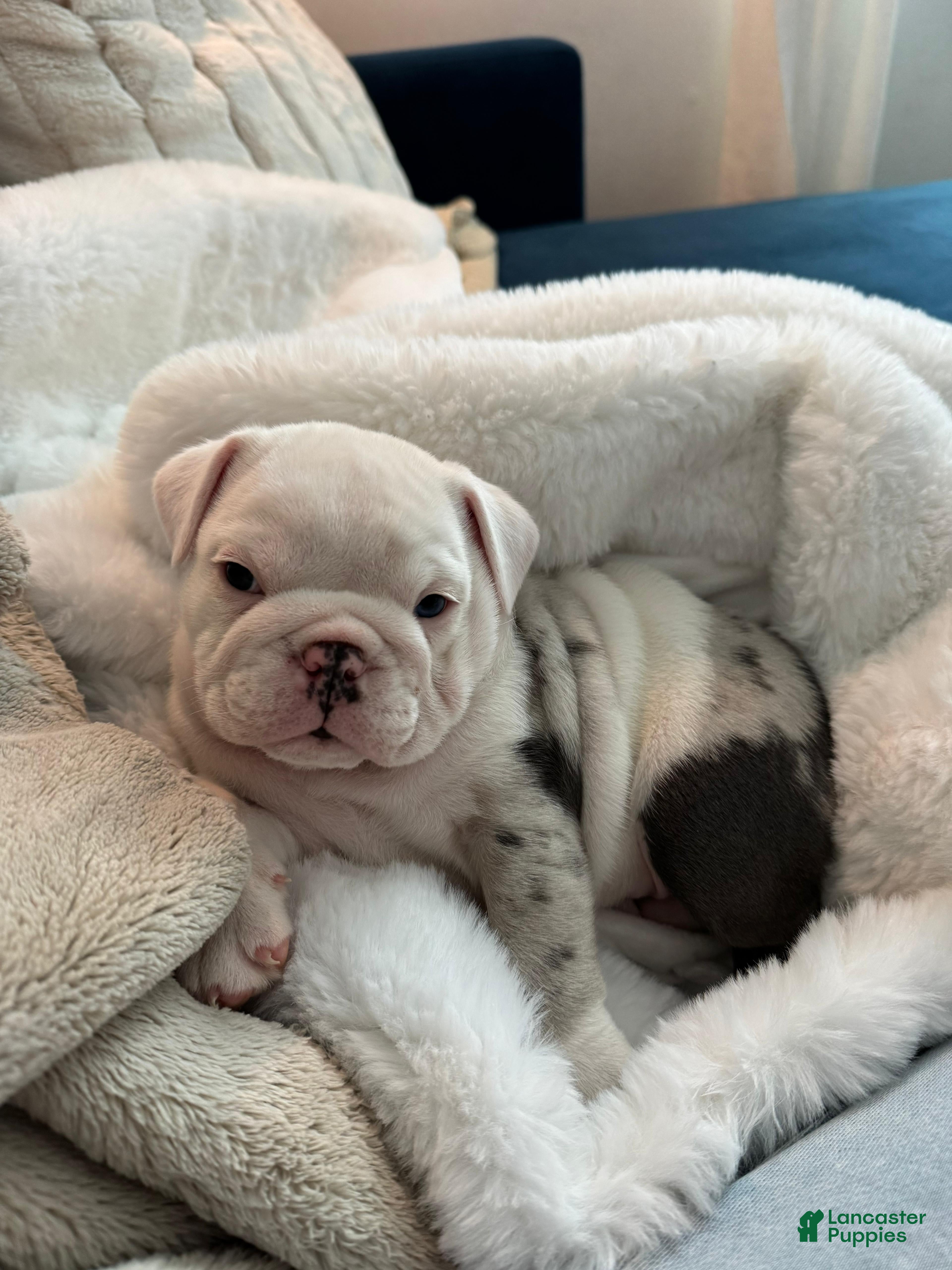 English Bulldog dogs English Bulldog Puppy 2 - Ad 6