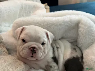 English Bulldog dogs English Bulldog Puppy 2 - Ad 6