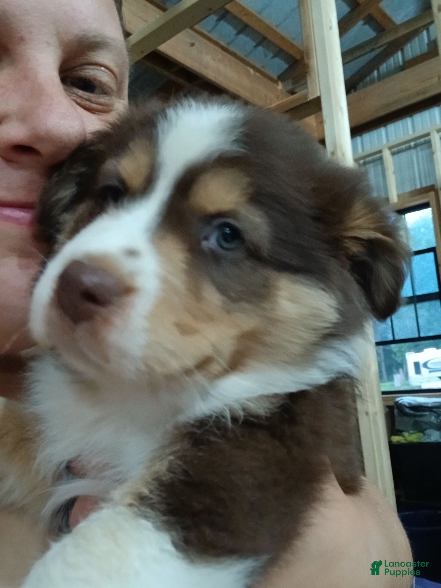 Australian Shepherd dogs Karen - Ad 27