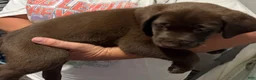 Labrador Retriever dogs for sale: Lab Puppy 5 - Pink Collar - Ad 2